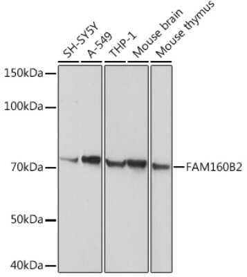 Western Blot: RAI16 AntibodyBSA Free [NBP2-94607]